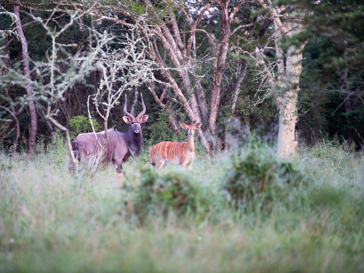 Zululand Lodge Hluhluwe Ngoại thất bức ảnh